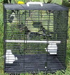 Parrot Bird Cage and/or Travel Carrier Collapsible Cage