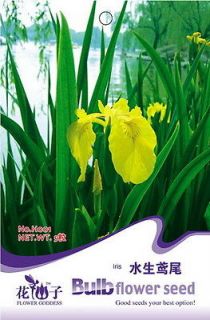 Pack 5 Seeds Aquatic Plant Yellow Iris Seed Herba Iridis Japonicae 