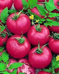 Tomato, Pink Brandywine non GMO Heirloom 10 vegetable seeds