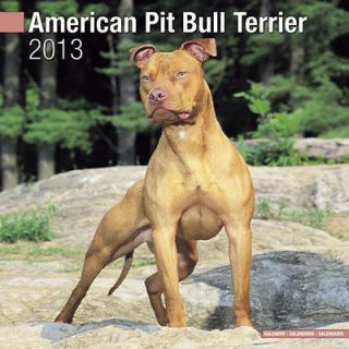 American Pit Bull Terrier 2013 Calendar 10006 13