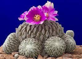   Aselliformis succulent cactus Seeds~Hatchet cactus~Not Astrophytum