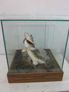 Custom Made Taxidery Bass? Glass Fish Display Case