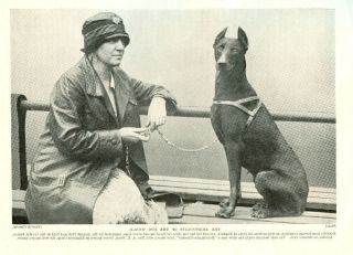 Doberman Pinscher   Vintage Dog Photo Print   1934