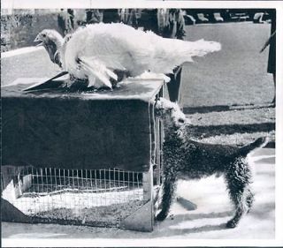 1963 Caroline Kennedys Pet Welsh Terrier Charlie With Turkey Wire 