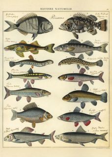 Cavallini & Co. Natural History Fish Decorative Wrapping Paper 20x28