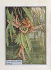    THE WILLOW FAIRY Vintage Print c1930 Cicely Mary Barker Original