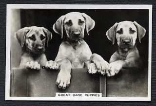   DANE PUPPIES SENIOR SERVICE 1939 DOG PHOTO CIGARETTE / TOBACCO CARD