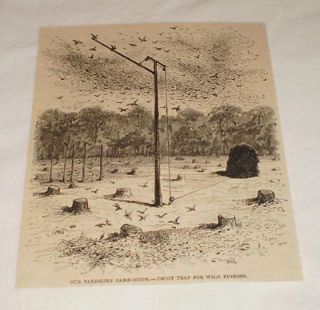 1885 engraving ~ DECOY TRAP FOR WILD PIGEON