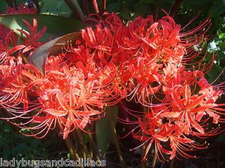 20 Red~Spider Lily PLANTS~Amaryll​is Family~Lycoris Radiata~Hardy 