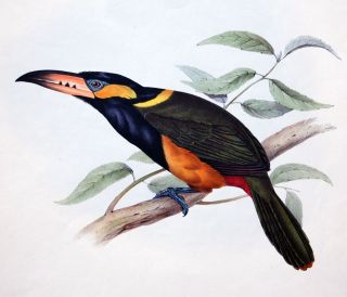GOULD / FIRST MONOGRAPH OF THE RAMPHASTIDÆ (TOUCANS) – HAND COLORED 