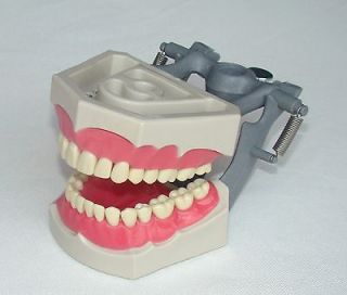Typodental Typodont Dental Model 560