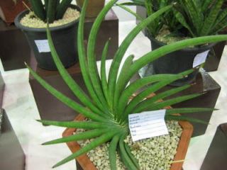 Sansevieria KOKO Very Rare Strange Mystery Plant