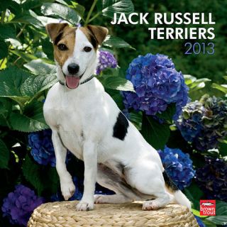 Jack Russell Terriers 2013 Wall Calendar