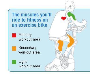 The muscles youll ride to fitness on an excercise bike are primary 
