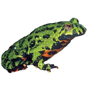 Fire Belly Toad   Fish   Live Pet   