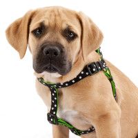 Top Paw™Lucky Dot Harnesses   