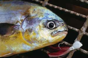 Close up of pompano and jig we use to catch them.