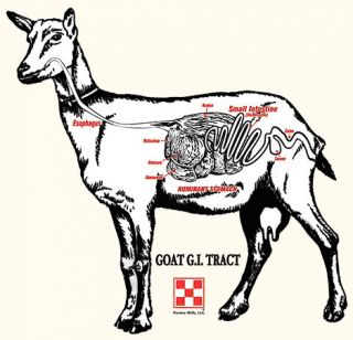 Livestock Care   Goat Nutrition  Tractor Supply Company