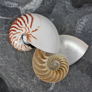 The wonderfully shaped nautilus shell is decorated with brown tiger 