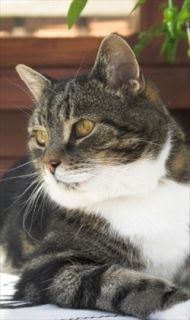 Allergy (Atopy) Treatment Options for Cats   PetMeds®