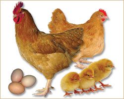 Guide To Poultry Breeds Research and Compare  Tractor Supply Co.