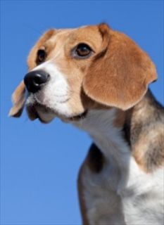 Beagles are one of the dog breeds that have a high incidence of 