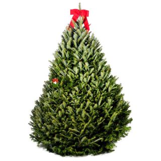 ft. Fresh Cut Premium Grade Christmas Tree—Buy Now