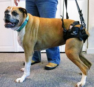 dog lift harness in Harnesses