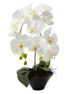 Home Homeware Living Room Decorative Accessories White Orchids In A 