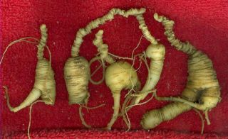   American Ginseng Seeds. Grow Fresh Wild Roots FREE Silver Dime