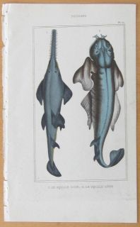 BUFFON Fish Sawfish   1834
