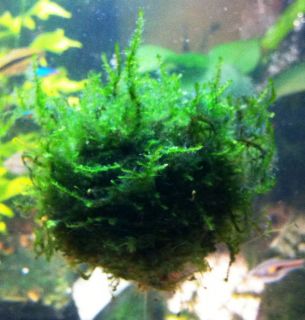 JAVA Moss bio sphere * VESICULARIA DUBYANA Taxiphyllum barbieri live 