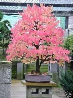 Cercidiphyllum japonicum Katsura tree BONSAI SEEDS ES 7