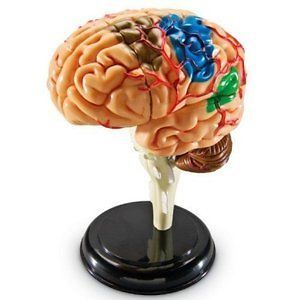 Learning Resources Brain Anatomy Model Human Facts 31 Piece Detailed 