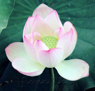 Lotus Seed ★ 10 Lotus Red Lotus Seed Large Petal Oriental Flower 