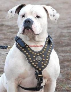 newl studded leather dog harness h11 american bulldog more options