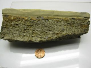 fossil coral silurian limestone specimen  24 99