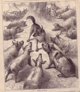 pig kills wolf in croatia antique 1880s woodcut print time
