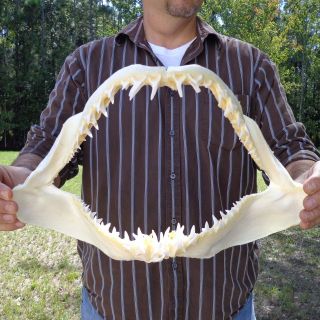 16 1/4 inch Mako Shark jaw shark teeth taxidermy from a mako real 