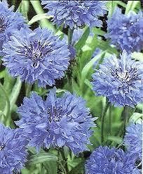chicory seeds in Flowers, Trees & Plants