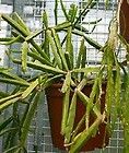 Lepismium Cruciforme Spiralis Cactus Rhipsalis TORNADO