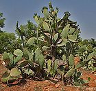 HARDY Red Opuntia PRICKLY PEAR Cactus Plant
