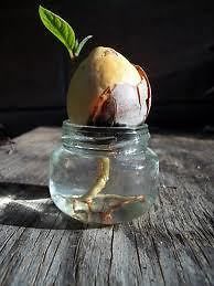Avocado Tree Seeds Fresh&Live Pit Ready to Grow and Plant.From 