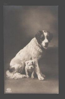 094936 Funny ENGLISH BULLDOG Puppy & SAINT BERNARD old PHOTO