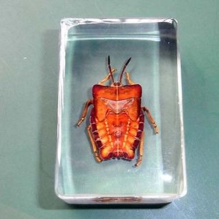 natural insect specimen real insect ghost bug sample x1 from