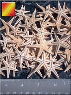 50 Small Starfish Tan 3/4  1 1/4 Beach Wedding Craft FREE US 