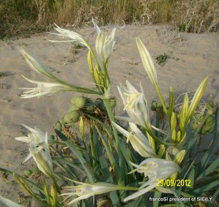 sea DAFFODIL pancratium maritimum   st Nicholas lily   50 seeds
