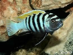 Tropical Fish African Cichlids, 3 Cynotilapia afra (Jalo Reef), FREE 