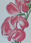   Print 1886   Perennial Peavine / Sweet Pea Lathyrus latifolius