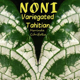   Tahitian NONI~ Variegated Morinda Citrifolia Fruit Tree LIVE BIG PLANT